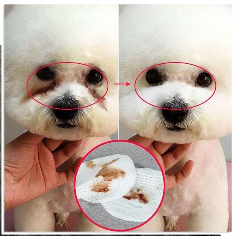 Bichon Frise eye care:Keep your little one's eyes shining! - Fun Factory Frise