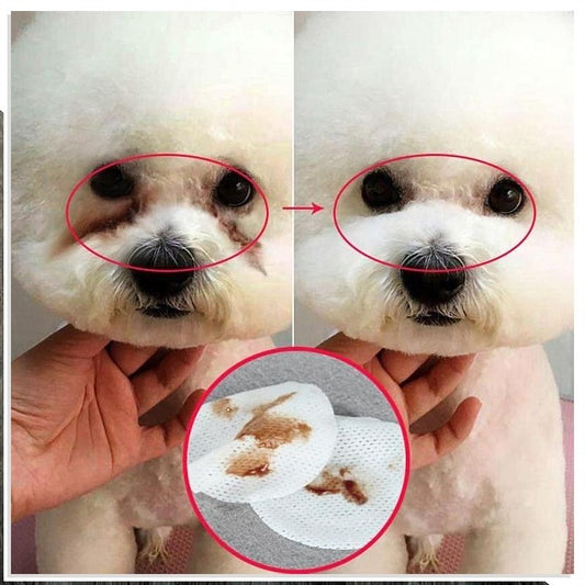 Bichon Frise eye care:Keep your little one's eyes shining! - Fun Factory Frise