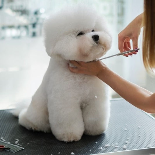 Bichon Frise grooming haircut – professional dog groomer trimming fluffy white coat