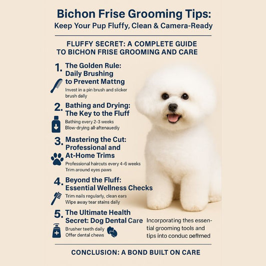 Bichon Frise grooming tips infographic – keep your dog fluffy, clean and camera-ready with daily brushing, bathing, trimming, wellness checks and dental care.