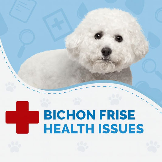 Bichon Frise dog with text overlay about common health issues and veterinary care