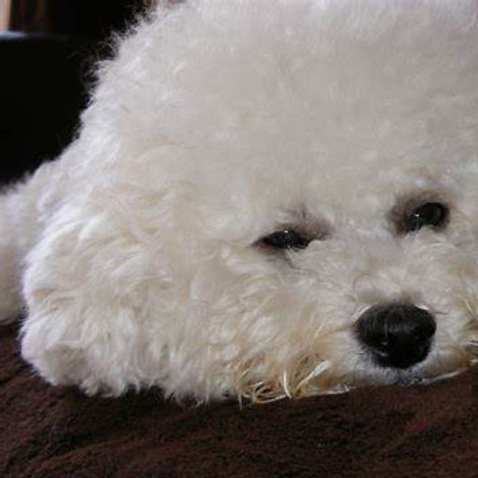Sad Bichon Frise lying on a dark blanket, showing signs of separation anxiety
